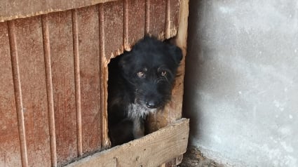 Illustration : Ce chien au regard triste a passé toute sa vie au refuge. Qui lui mettra des étoiles dans les yeux ?