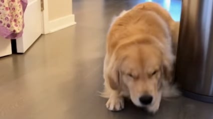 Illustration : La démarche d’un Golden Retriever après avoir fait une bêtise est hilarante (vidéo)