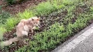 Illustration : Dépouillé de son pelage et les yeux maculés de croûtes, un chat errant suscite l’inquiétude de sa bienfaitrice (vidéo)