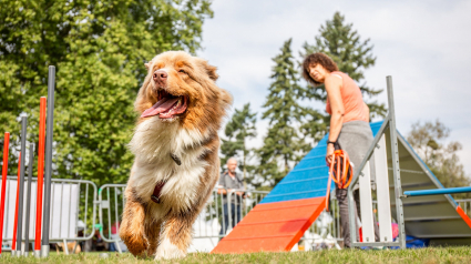 Illustration : La billetterie du Woofest, rendez-vous incontournable des amoureux de sports canins, est enfin ouverte ! 