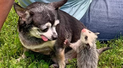 Illustration : Cette chienne âgée trouve un nouveau sens à sa vie lorsqu’on lui confie des opossums orphelins