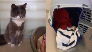 Illustration : Un chat se retrouve abandonné dans sa caisse de transport avec sa peluche préférée comme seule compagnie