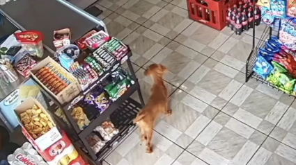 Illustration : Un chien attend le moment opportun pour s’introduire dans un magasin et dérober l'objet de sa convoitise (vidéo) 