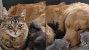 Illustration : Une chatte épuisée par la maternité laisse volontiers son ami chien l'aider à s'occuper de ses chatons (vidéo)