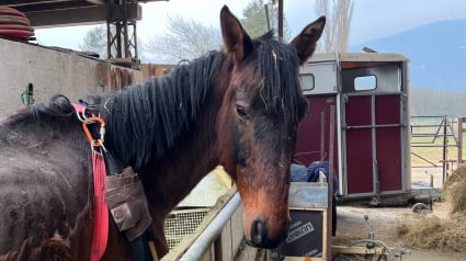 Illustration : « Il a une telle force de vivre » : un cheval laissé à l'abandon dans un état d'extrême maigreur renoue avec l'espoir (vidéo)