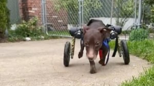 Illustration : "Cette femme est comblée d’amour par les chiens handicapés à qui elle réapprend à marcher"