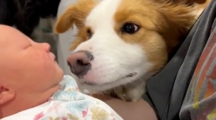 Illustration : Vidéo : Ce Border Collie rencontre sa petite sœur humaine pour la première fois, et sa réaction est très émouvante