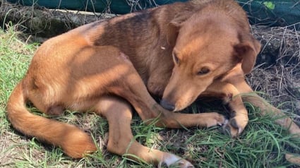 Illustration : Une chienne percutée par une voiture et abandonnée dans l’indifférence des passants reçoit l’aide inespérée d’une belle personne