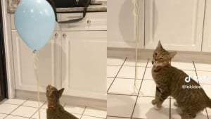 Illustration : Ce chat tombe sur un ballon attaché à une ficelle et ne peut plus s'en passer (vidéo)