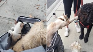 Illustration : "À chacune de ses sorties, ce chat tend la patte aux chiens qu’il croise pour leur dire bonjour (vidéo) "