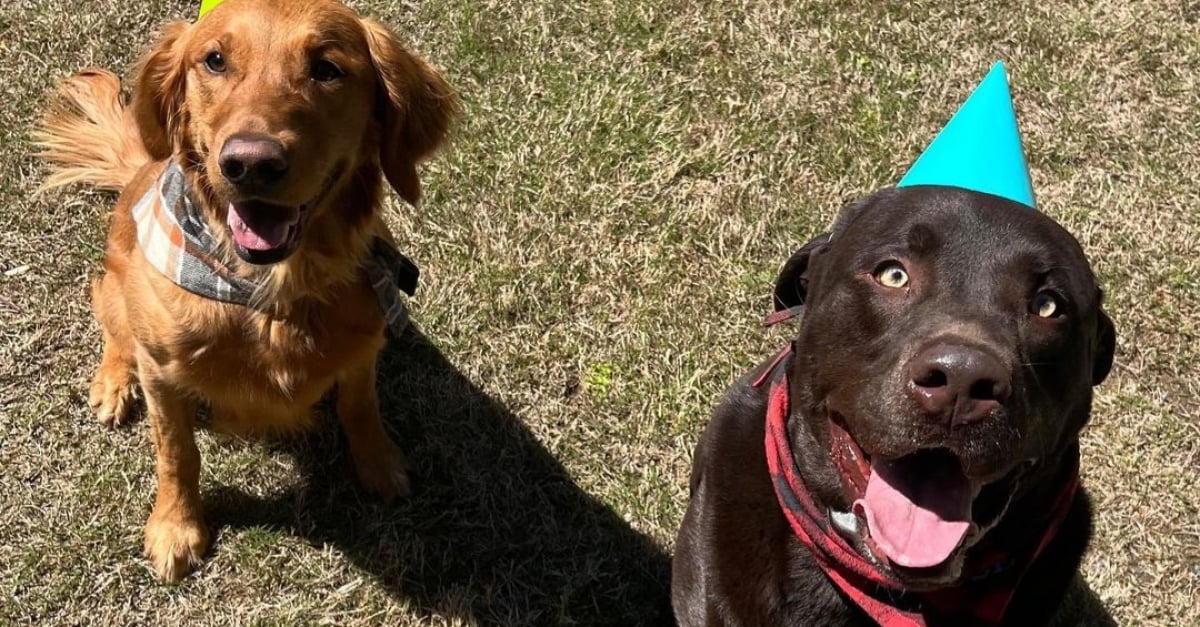 Dogs Celebrate Birthday by Playfully Attempting to Crack Open an Exclusive Piñata