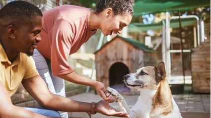 Illustration : En avril, soutenez l’adoption et offrez un repas aux animaux en refuges avec Hill’s