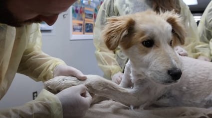 Illustration : Un chiot errant est amené d’urgence à l’hôpital après s’être blessé contre un cactus (vidéo)