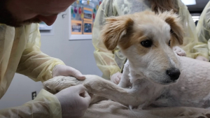 Illustration : "Un chiot errant est amené d’urgence à l’hôpital après s’être blessé contre un cactus (vidéo)"