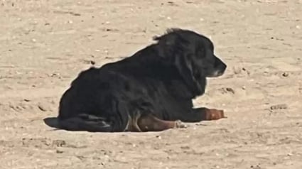 Illustration : Les oreilles d'un chien perdu sur la plage depuis des semaines se dressent en entendant un bruit de moteur familier 