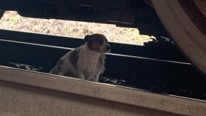 Illustration : Un chien perdu et errant entre les rails est sauvé de justesse avant d’être écrasé par un train