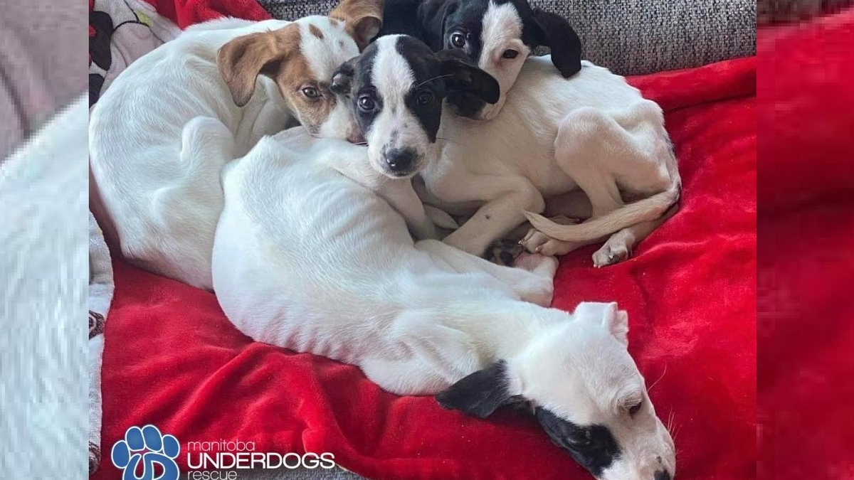 Illustration : "Le sauvetage de 4 chiots lâchement abandonnés met en exergue le désarroi des associations face à ce fléau"