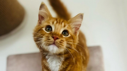 Illustration : Découvert dans la rue, ce chaton de 4 mois a fait fondre tous les cœurs et trouvé une famille en un temps record !