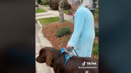 Illustration : Vidéo : Ce chien adore accompagner sa sœur jusqu’au bus et son arrière-grand-mère jusqu’à la boîte aux lettres