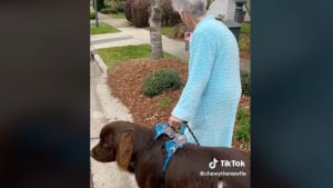 Illustration : "Vidéo : Ce chien adore accompagner sa sœur jusqu’au bus et son arrière-grand-mère jusqu’à la boîte aux lettres"