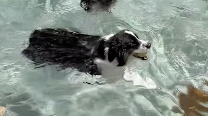 Illustration : Une chienne s’offre une parenthèse bien méritée en s’invitant dans la piscine de ses voisins (vidéo)