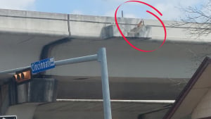 Illustration : Un chat perdu depuis des jours se retrouve bloqué au bord d'un pont et attend une fin heureuse