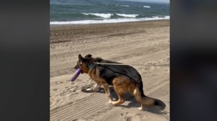 Illustration : Vidéo : Une femme emmène un chien de refuge âgé passer une merveilleuse journée à la plage