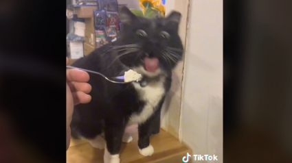 Illustration : Vidéo : Ce chat est écœuré par le cottage cheese et sa réaction quand on lui en présente est hilarante !