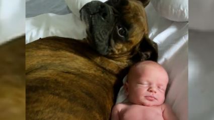 Illustration : L'attitude émouvante d'un Boxer se mettant en mode grand frère dès qu'il rencontre le dernier né de la famille (vidéo)