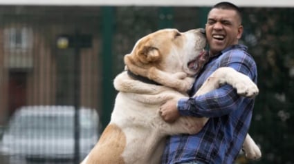 Illustration : Un maître se confie au sujet de son chien : « Il est si grand que les gens le confondent avec un lion ! »