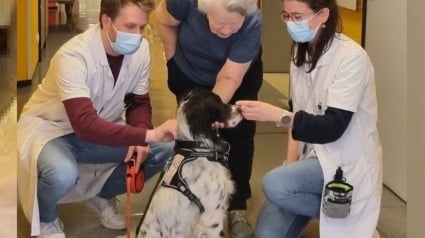 Illustration : Adopté à la SPA et devenu chien de médiation, Snoopy arpente les couloirs de l'hôpital pour soutenir le moral des patients