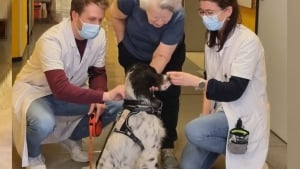 Illustration : Adopté à la SPA et devenu chien de médiation, Snoopy arpente les couloirs de l'hôpital pour soutenir le moral des patients