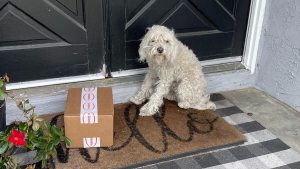 Illustration : Un chien errant choisit une maison au hasard et s'assied devant sa porte en espérant qu'on lui tende la main