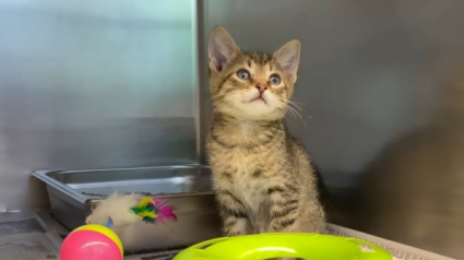 Illustration : Un chaton a été retrouvé abandonné avec ses jouets dans un aéroport (vidéo)