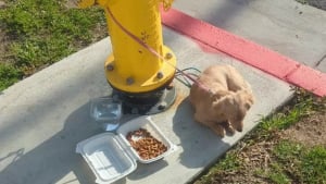 Illustration : "Ce chiot abandonné accroché à une bouche d’incendie était si triste qu’il n’a même pas touché aux croquettes laissées par ses propriétaires"