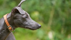 Illustration : "Le calvaire d’un chien, enfermé dans un placard et privé de nourriture, prend une tournure inattendue lors d’un accident"