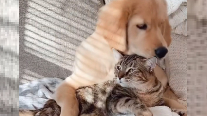 Illustration : Une vidéo émouvante raconte la sublime amitié unissant un Golden Retriever et une chatte