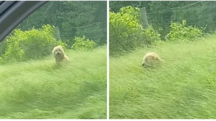 Illustration : Caché au milieu des hautes herbes, un chien victime d’une blessure peine à être sauvé (vidéo)