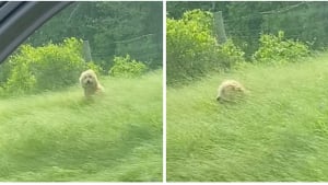 Illustration : Caché au milieu des hautes herbes, un chien victime d’une blessure peine à être sauvé (vidéo)