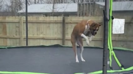 Illustration : Ce Boxer passe le meilleur moment de sa journée en sautant sur un trampoline ! (vidéo)