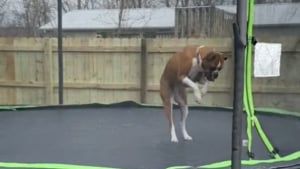 Illustration : "Ce Boxer passe le meilleur moment de sa journée en sautant sur un trampoline ! (vidéo)"