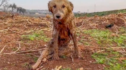 Illustration : Un chien paralysé et secouru après les séismes en Syrie redécouvre le bonheur de jouer avec ses congénères