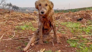 Illustration : Un chien paralysé et secouru après les séismes en Syrie redécouvre le bonheur de jouer avec ses congénères