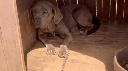 Illustration : Enchaînée pendant 3 ans dans une niche, une chienne endeuillée attend inlassablement d’être sauvée de la misère (vidéo)