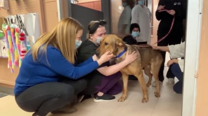 Illustration : Après avoir passé des mois en refuge, ce chien embrasse chacun des bénévoles pour leur dire au revoir (vidéo)