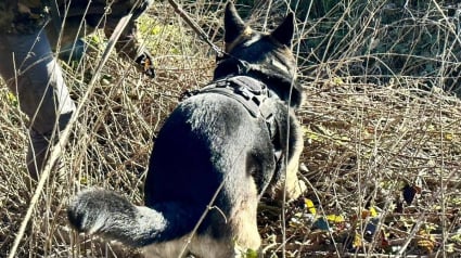 Illustration : Pour retrouver à temps et sauver des renardeaux orphelins, le chien de recherche constituait l'ultime espoir