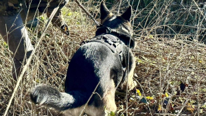 Illustration : Pour retrouver à temps et sauver des renardeaux orphelins, le chien de recherche constituait l'ultime espoir