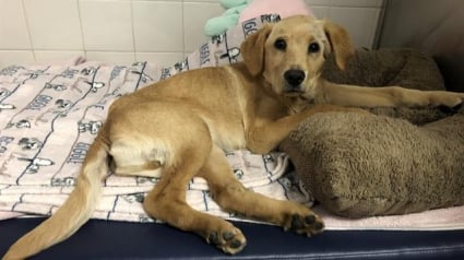 Illustration : Un chiot de 4 mois, battu et jeté sous un pont, tente de se reconstruire après avoir vécu d’atroces souffrances