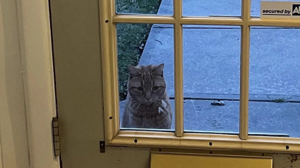 Illustration : Lassé de vivre dans la rue, un chat polydactyle rôde près d’une maison dans l’espoir d’y trouver un foyer accueillant (vidéo)