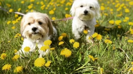 Illustration : 15 photos de chiens envoûtés par les délicates senteurs des fleurs qui les entourent